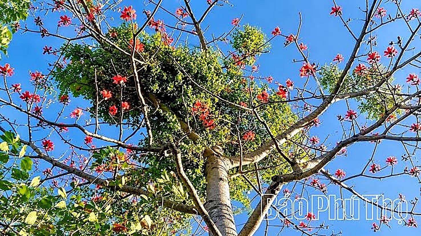 Tầm gửi cây gạo: Từ “lộc trời” đến sản phẩm OCOP Tầm gửi cây gạo: Từ “lộc trời” đến sản phẩm OCOP