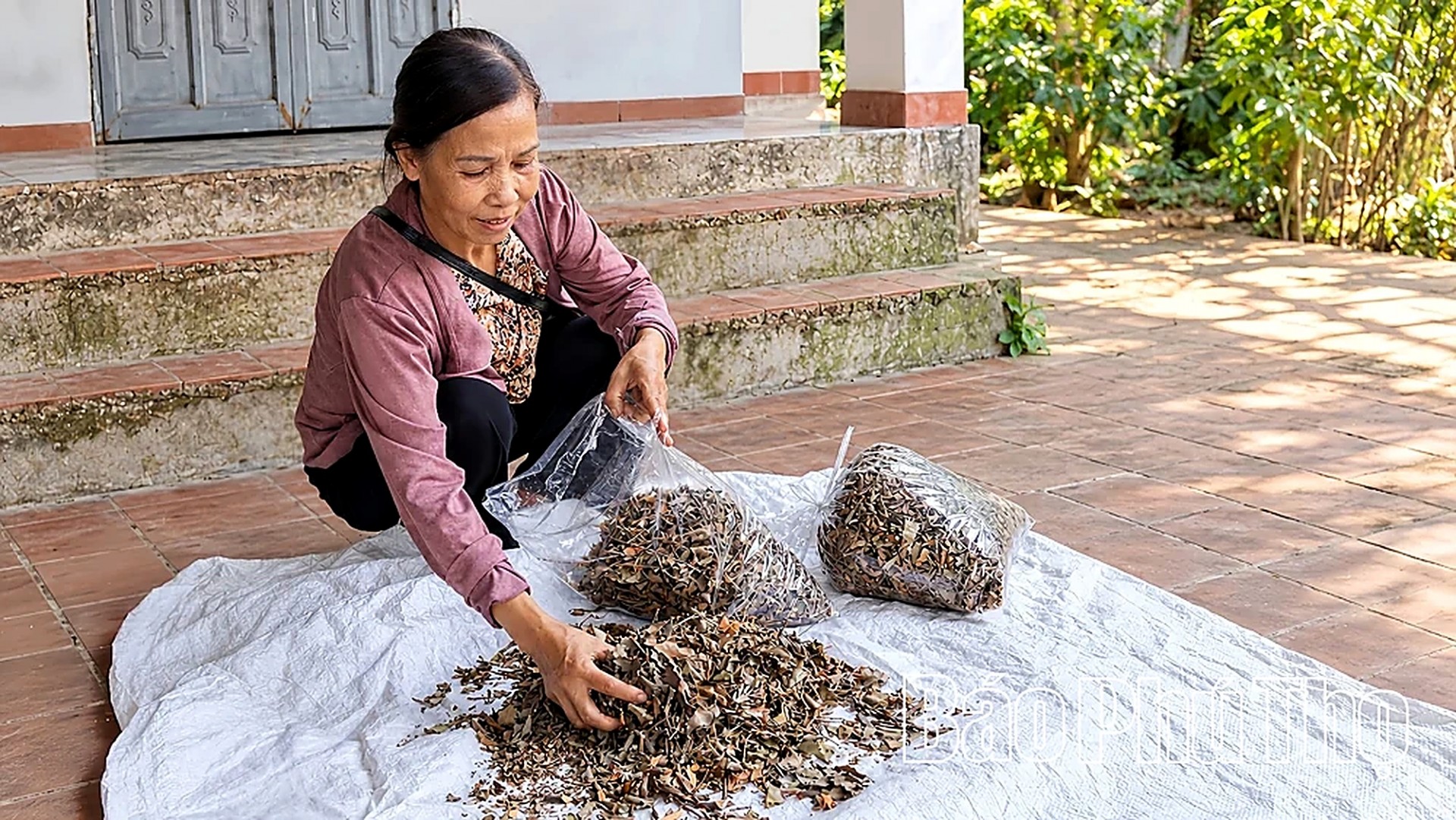 Tầm gửi cây gạo: Từ “lộc trời” đến sản phẩm OCOP Tầm gửi cây gạo: Từ “lộc trời” đến sản phẩm OCOP