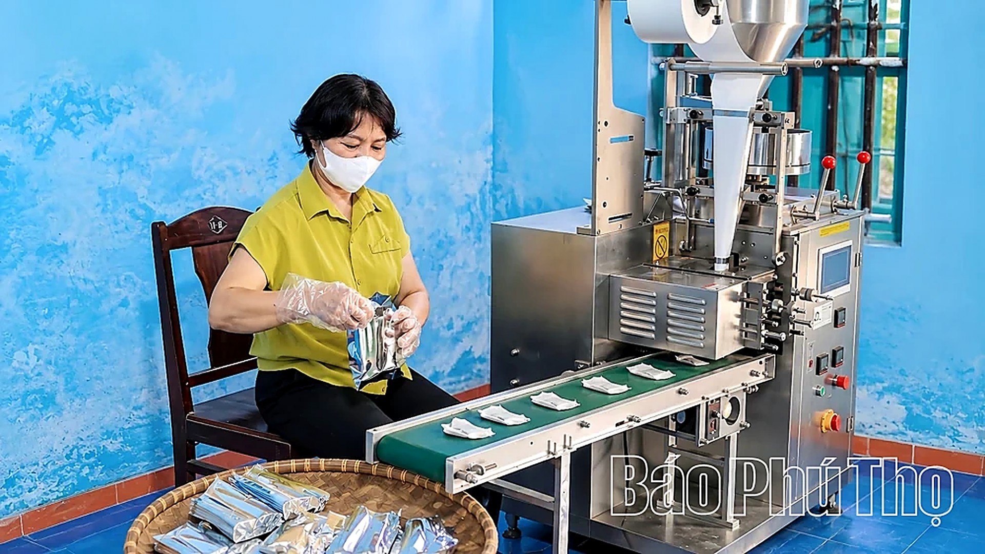 Tầm gửi cây gạo: Từ “lộc trời” đến sản phẩm OCOP Tầm gửi cây gạo: Từ “lộc trời” đến sản phẩm OCOP