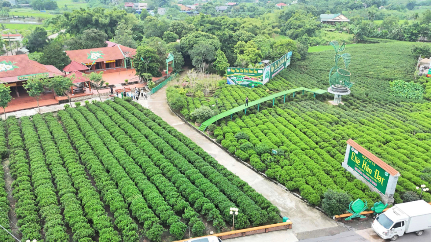 Hảo Đạt: Giữ hồn chè Tân Cương bằng cách làm hiện đại
