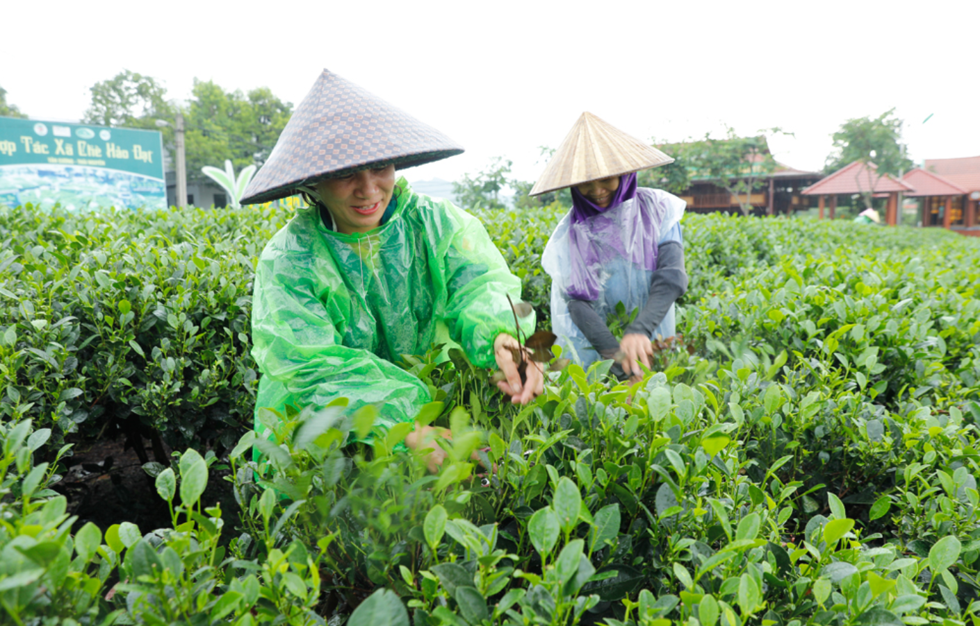 Hảo Đạt: Giữ hồn chè Tân Cương bằng cách làm hiện đại