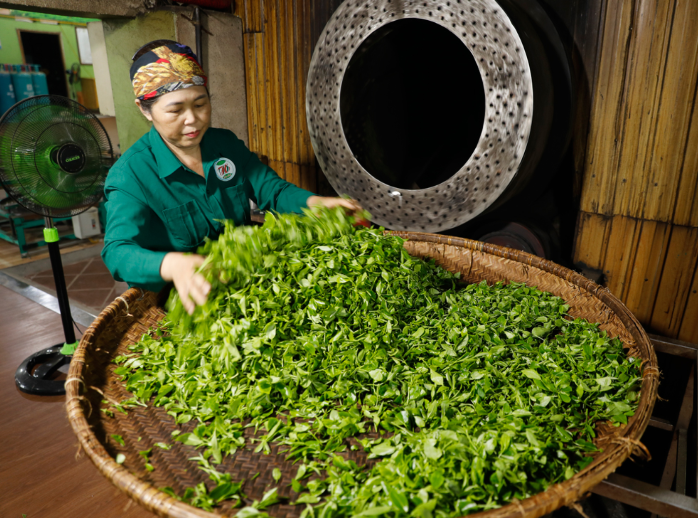 Hảo Đạt: Giữ hồn chè Tân Cương bằng cách làm hiện đại