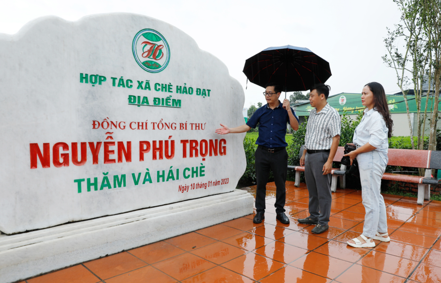 Hảo Đạt: Giữ hồn chè Tân Cương bằng cách làm hiện đại