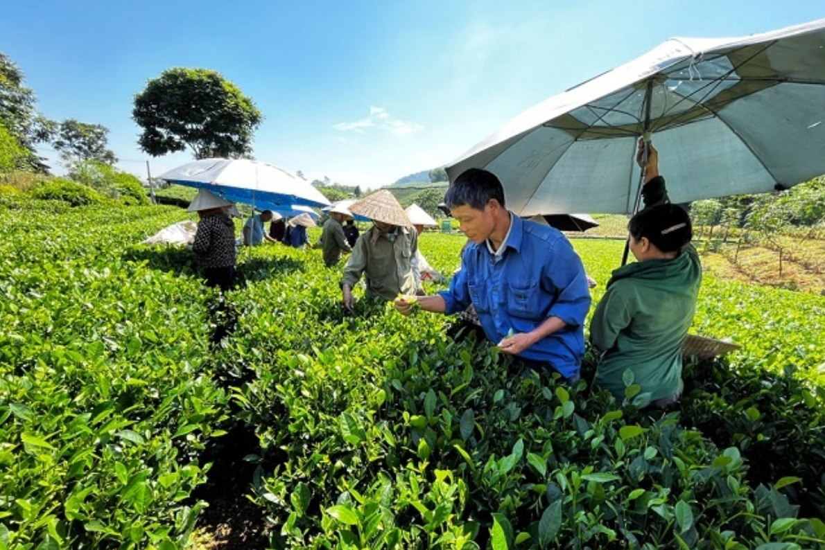 Sản phẩm OCOP mở hướng làm giàu cho vùng cao Thái Nguyên