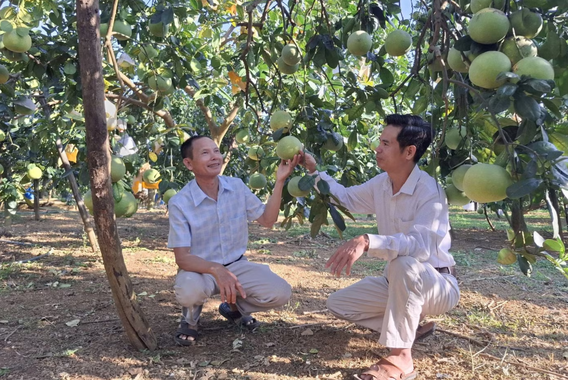 Ghép nhiều giống trên gốc bưởi Diễn, nông dân Yên Bài rải vụ thu hoạch, làm nên sản phẩm OCOP Ghép nhiều giống trên gốc bưởi Diễn, nông dân Yên Bài rải vụ thu hoạch, làm nên sản phẩm OCOP