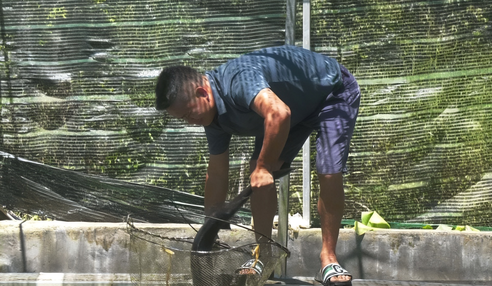 Người nông dân đánh thức Người nông dân đánh thức