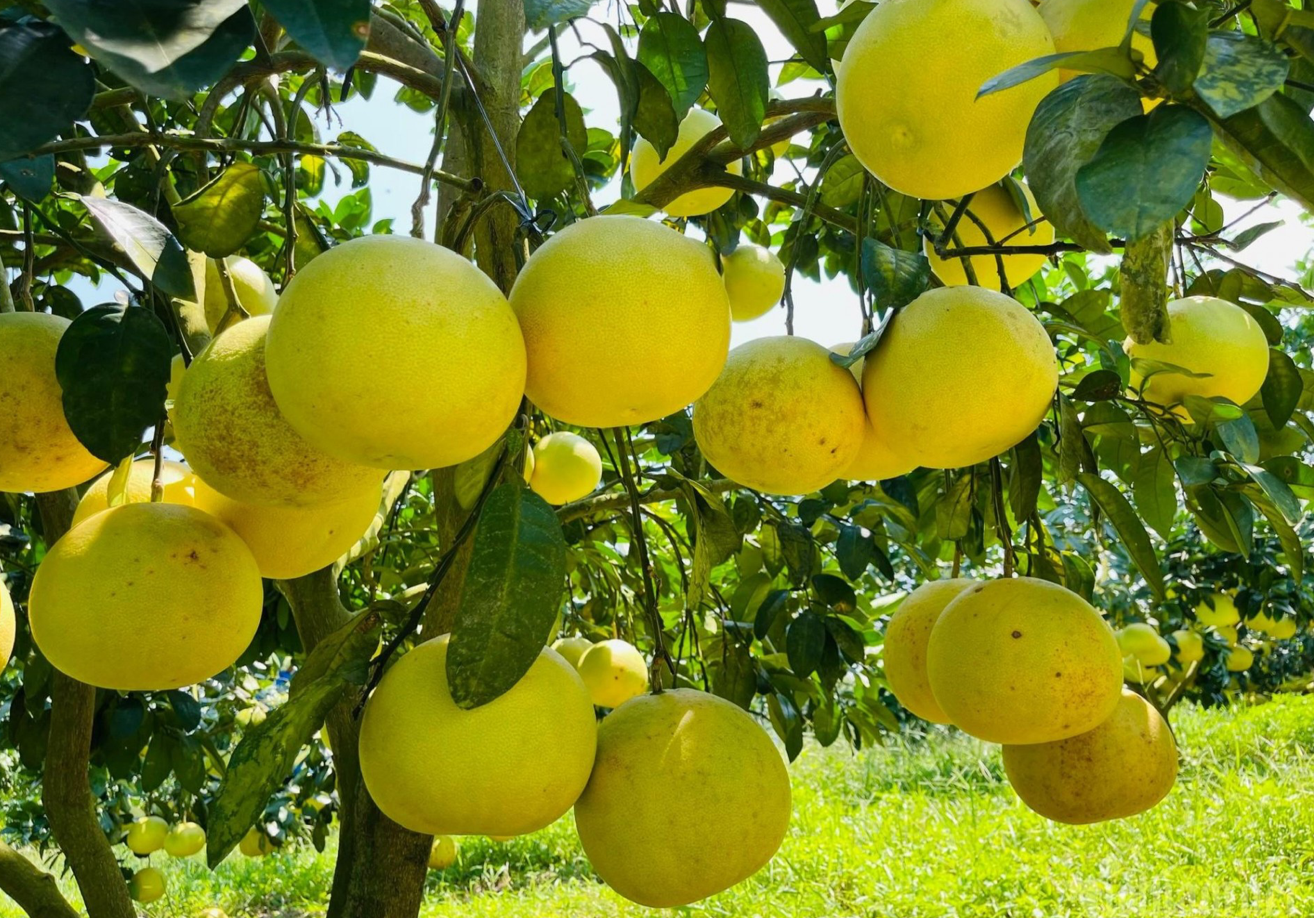 Hà Tĩnh: Quy hoạch nông thôn theo bản đồ vùng nguyên liệu