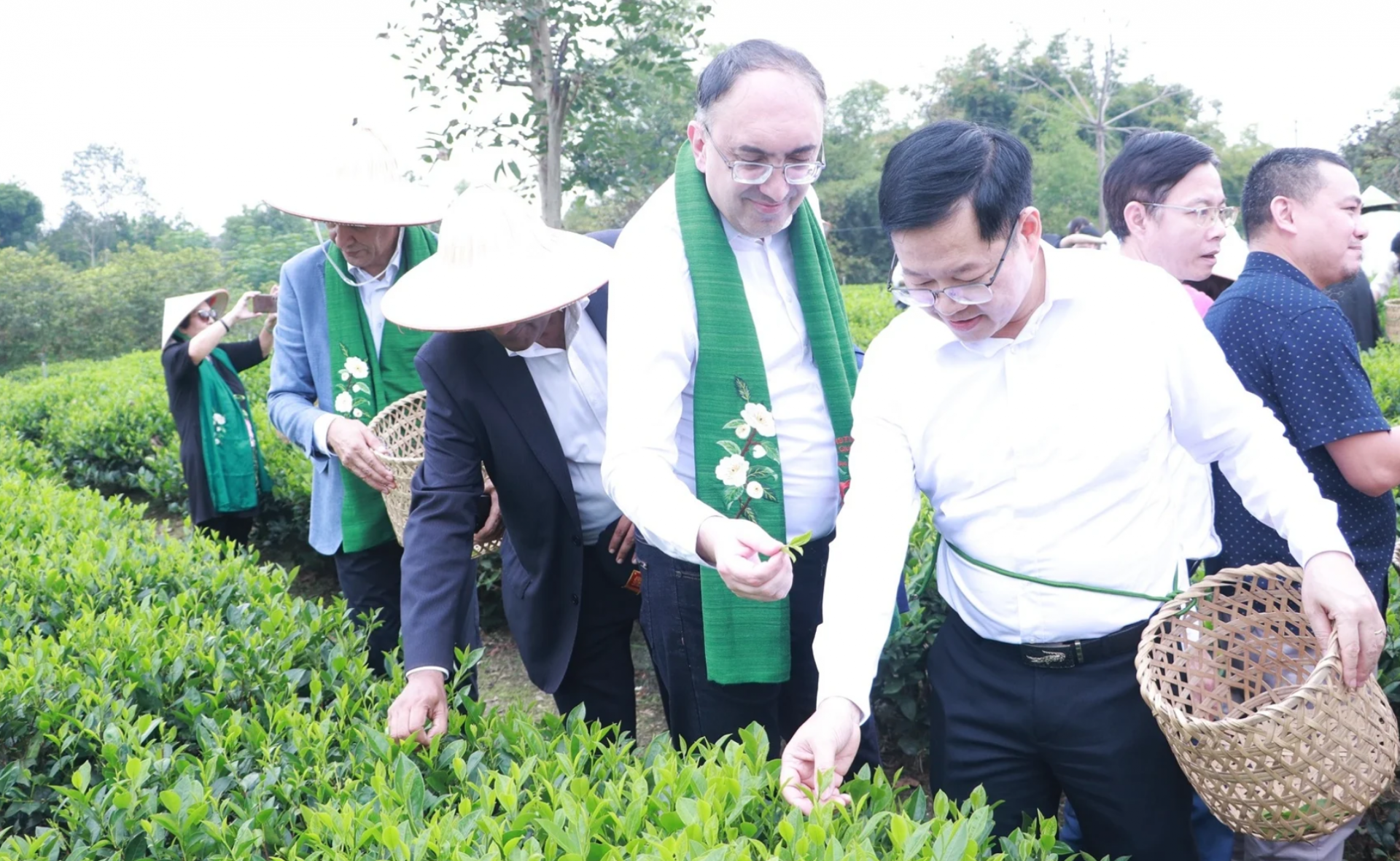 Đoàn ngoại giao trải nghiệm văn hóa trà Thái Nguyên Đoàn ngoại giao trải nghiệm văn hóa trà Thái Nguyên