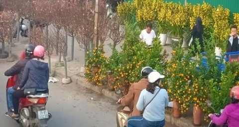 ha noi to chuc 89 diem cho hoa xuan phuc vu tet tan suu 2021