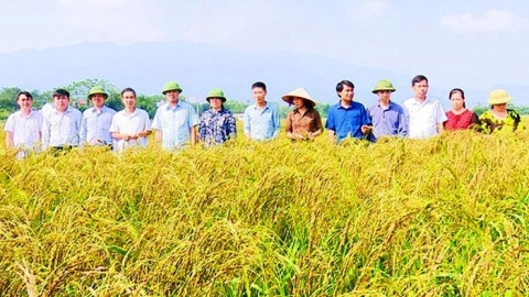huyen thanh son phu tho nep qua den cho hieu qua kinh te cao
