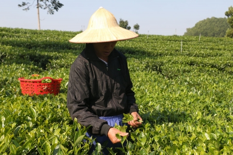 thanh hoa phat trien vung che de xay dung thuong hieu che dac trung cua dia phuong