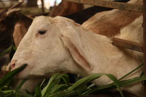 thit de minh duc mon an thom ngon cua vung dat co do