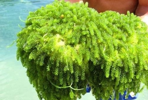 bap benh nghe nuoi trong rong nho o khanh hoa