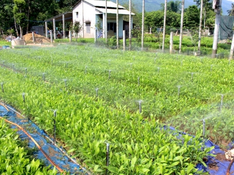 uom giong cay keo lai o hoa hai