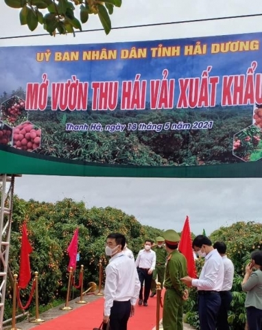 tinh hai duong to chuc le mo vuon thu hai vai xuat khau nam 2021