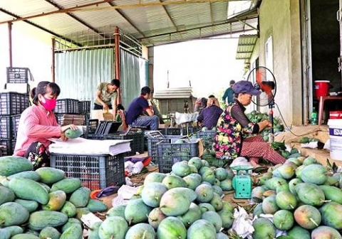 kinh te vuon va chuyen thuong hieu