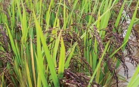 dong nai vu mua dong xuan thu nghiem giong lua tim