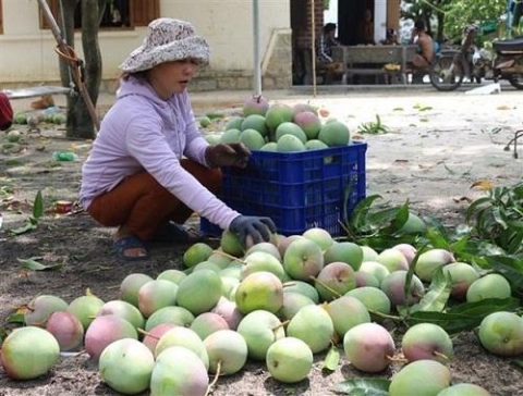 ho tro nong dan vung thu phu xoai tinh khanh hoa tieu thu nong san