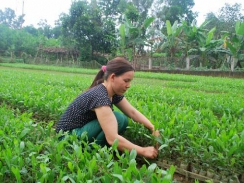 lang nghe uom keo lai hoa hai