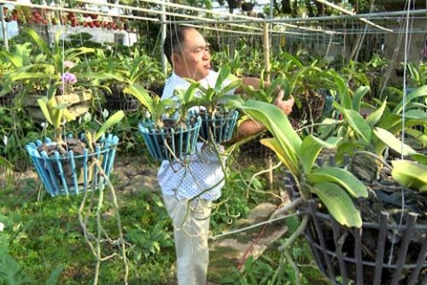 bach thuan thai binh phat trien nghe lam vuon truyen thong