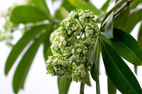 net thu ha noi va noi nho