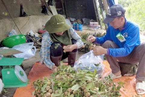 xa khanh hoa chau phu tang thu nhap tu cay nhan xuong com vang