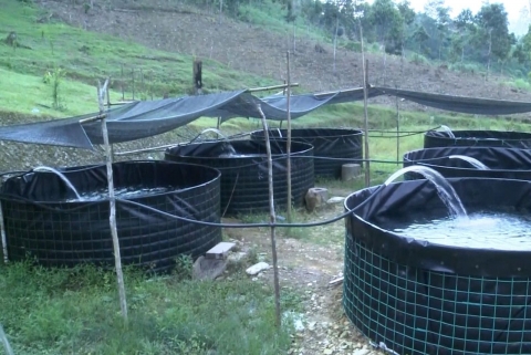 nuoi ca dac san danh thuc tiem nang kinh te o xa vung cao na hau