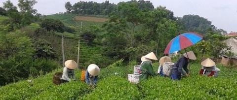 tuyet huong tra thai nguyen chat luong tao nen thuong hieu