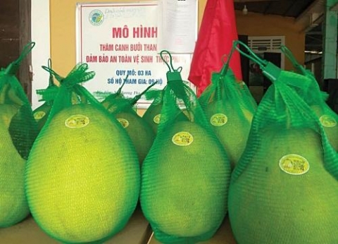 thua thien hue phat trien san pham ocop o huong tra