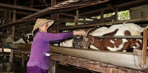 hieu qua kinh te tuan hoan cua nong dan vung bien binh phuoc