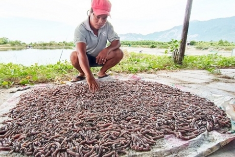 van ninh khanh hoa trien vong mo hinh nuoi sa sung