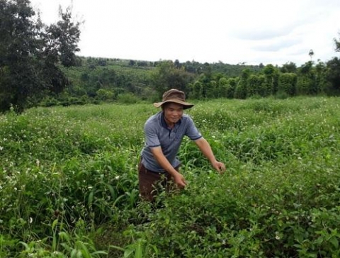 ca gai leo cay duoc lieu mang lai hieu qua kinh te cao tren vung dat moi