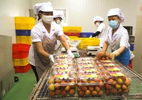 thi truong singapore canh cua dua hang viet vuon manh ra the gioi