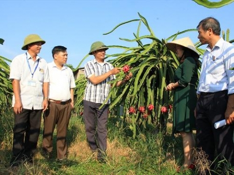 gia tri kinh te cua thanh long ruot do hai duong