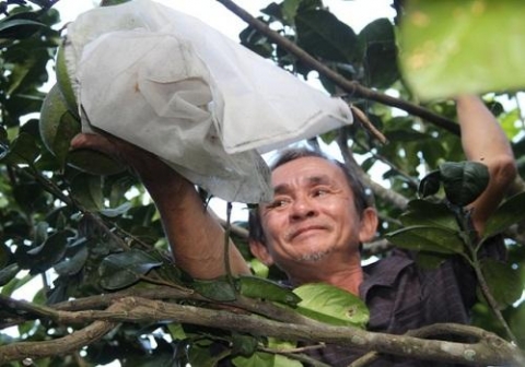binh dinh nong dan hoai an doi doi nho trong buoi da xanh