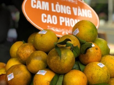 dua cam cao phong va ha giang len san thuong mai dien tu