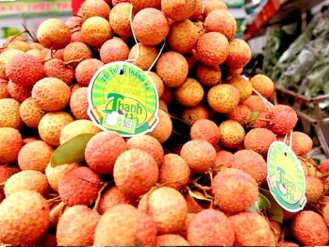 vai thieu thanh ha san pham ocop 5 sao tren thi truong quoc te