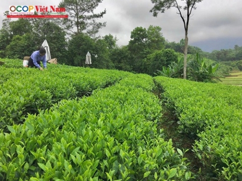 lang nghe che phu thinh vang danh huong tra dat to