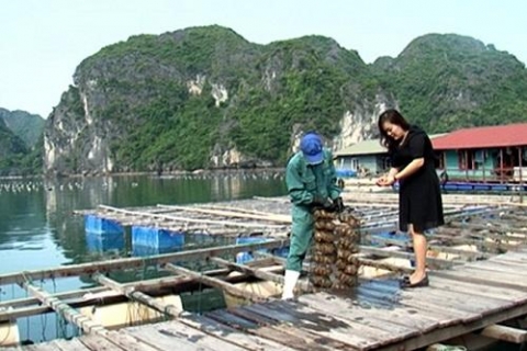 ngoc trai ha long dat ocop 5 sao