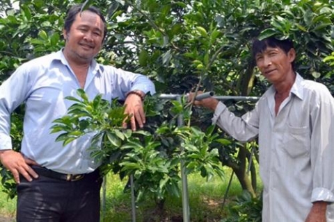 buoi duong la cam binh duong