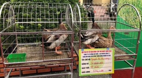 ha noi to chuc hoi thi vit co van dinh lan thu nhat nam 2021
