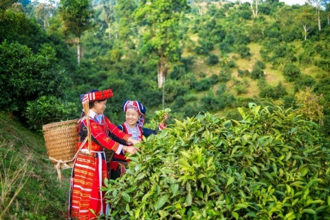 ha giang tang gia tri che shan tuyet nho phat trien theo huong huu co