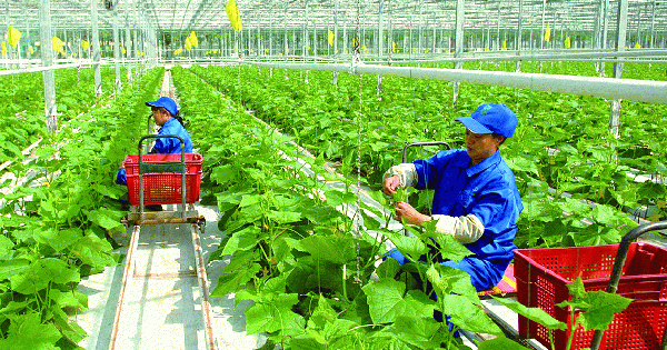 Triển khai chương trình OCOP theo mô hình chính quyền địa phương 2 cấp