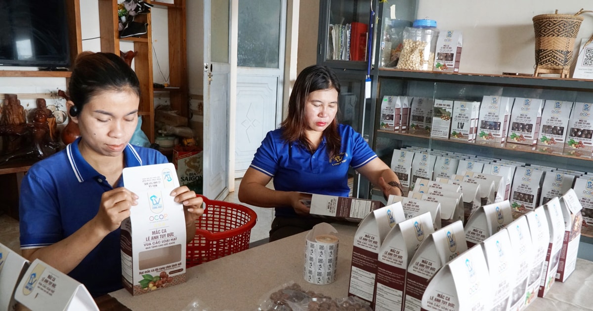 Mắc ca “4 sao”, sản phẩm đặc trưng với sinh kế người M’nông