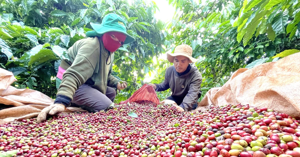 Ðịnh vị cà phê đặc sản Gia Lai