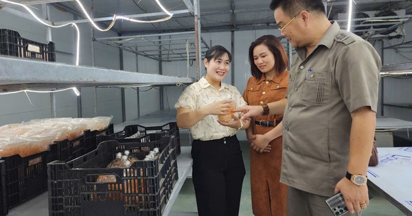 Tam Đảo (Phú Thọ): Phát triển sản phẩm OCOP gắn với nông nghiệp công nghệ cao và du lịch trải nghiệm