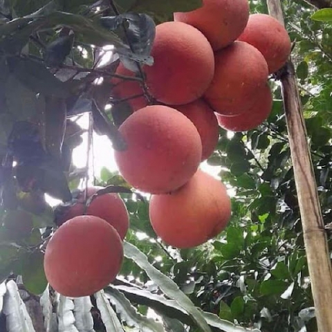 Hà Nội: Nhiều giải pháp đưa sản phẩm OCOP đến gần hơn với người tiêu dùng