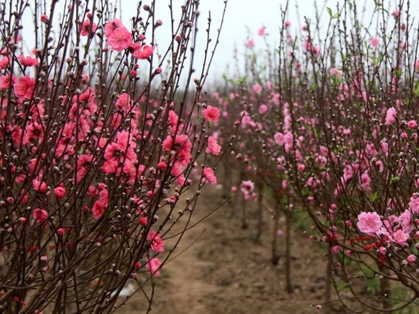 Vườn đào Nhật Tân bắt đầu rực rỡ sắc hoa