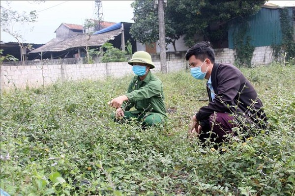 Người dân xã Hợp Hòa trao đổi với đại diện doanh nghiệp thu mua cà gai leo.