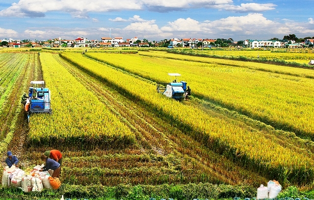 Hiệu quả sản xuất nông nghiệp Việt Nam tăng mạnh